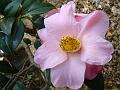 2012-0219-1210_Camellia_6,5C